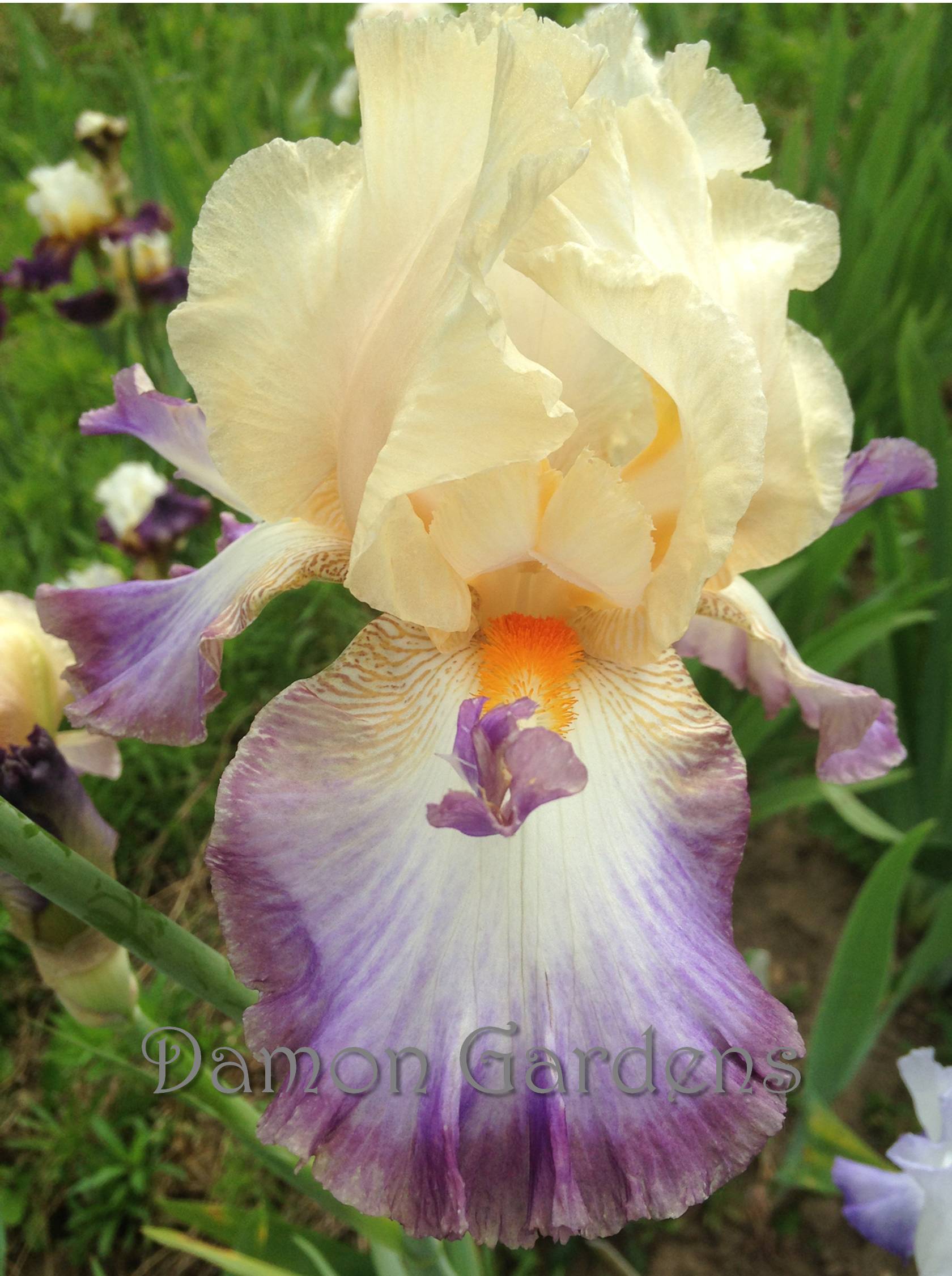 Iris Wings At Dawn